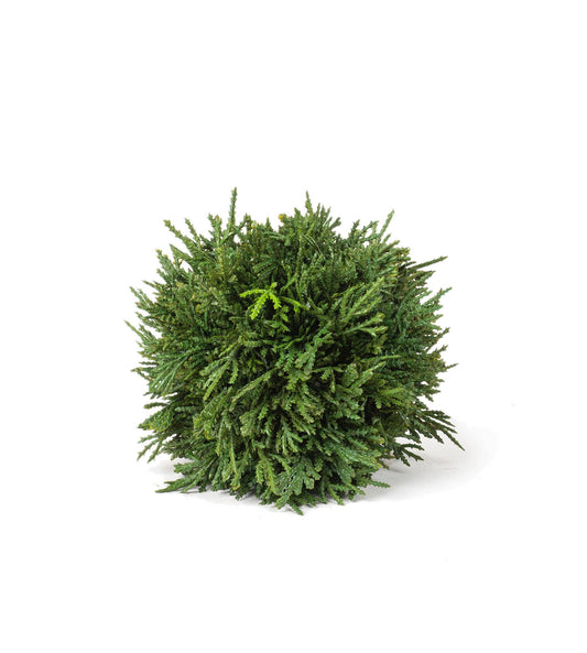 Cedar Orb